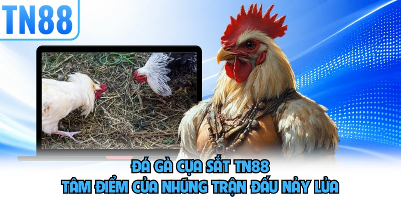 Đá Gà Cựa Sắt TN88 - Tâm Điểm Của Những Trận Đấu Nảy Lửa