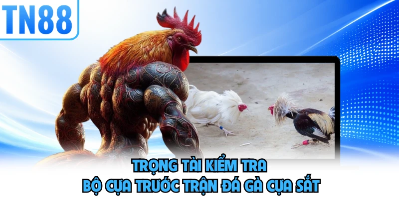 Trọng tài kiểm tra bộ cựa trước trận đá gà cựa sắt